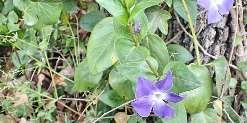 Großes Immergrün (Vinca major) Foto: S. Vogel